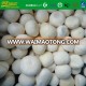 2017 LOW price chinese IQF solo garlic fresh&frozen wholesale